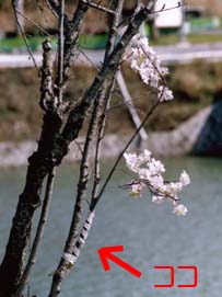 問題の桜の枝
