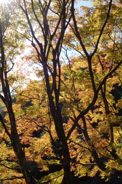 滑床渓谷の紅葉