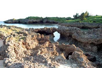 サンゴが隆起してできた岩場