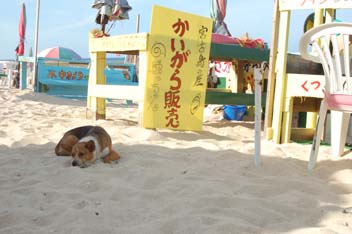 吉野海岸で寝そべる犬