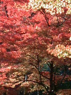 圧倒されそうなボリュームの紅葉