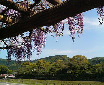 フジの花