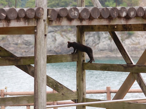 黒豹みたいな子猫