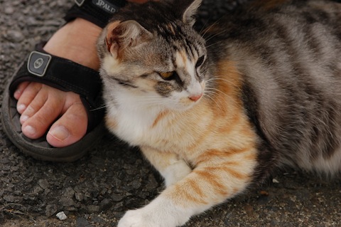 足下で寝転ぶ猫