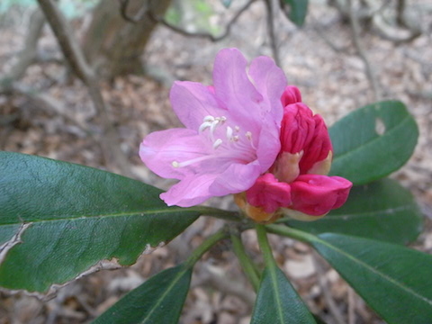 シャクナゲの花が一輪咲いた