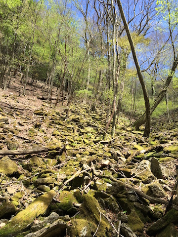 苔の綺麗な沢