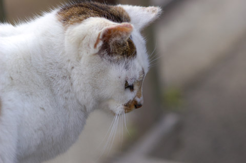 休憩所で出会った猫の横顔の写真です