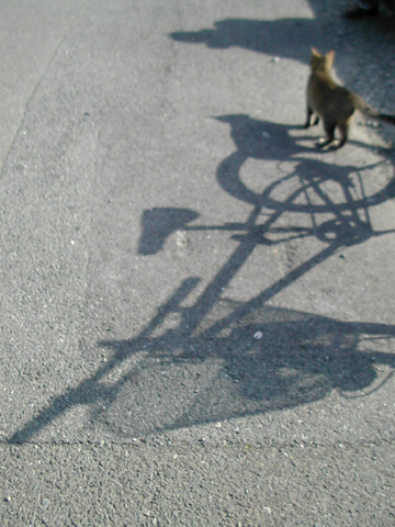 ノラ猫に手を差し伸べる人と自転車のシルエットの写真です