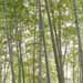 涼しげな竹林の写真です