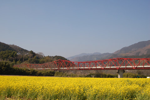 菜の花の写真です。奥に見える赤い橋が印象的