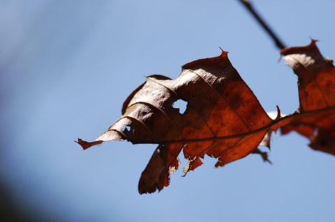 ハート型の虫食い穴のある葉っぱの写真です