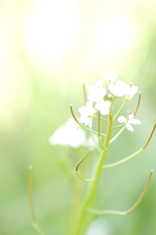 白い野の花の写真です