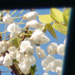 白い藤の花の写真です