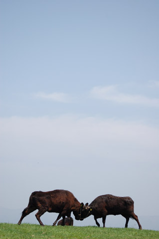 高原で２頭の牛が戦っている写真です
