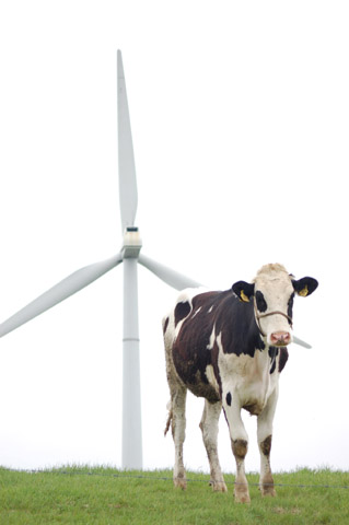 風力発電のプロペラをバックに佇む子牛の写真です