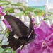 石垣の里をバックに花にとまるアゲハ蝶の写真です