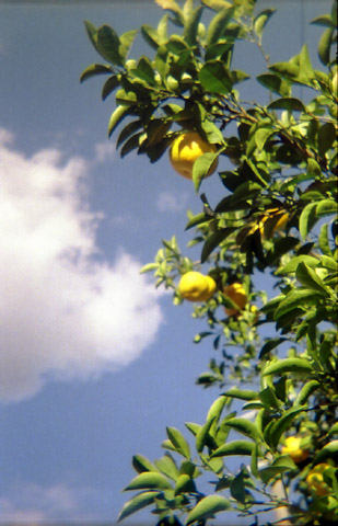 収穫を待つ柑橘の写真です
