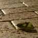 下歩道に落ちた葉っぱの写真です