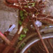 長く捨ておかれて植物が絡みついている赤い自転車の写真です