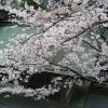 桜が満開