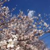 桜が咲いているので